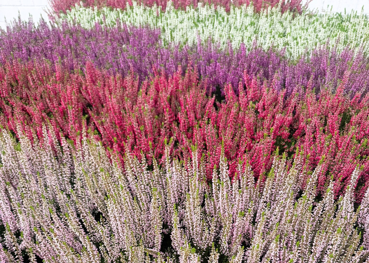 Monheimer Blumenmarkt